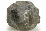 Detailed Gerastos Trilobite Fossil - Morocco #310568-2